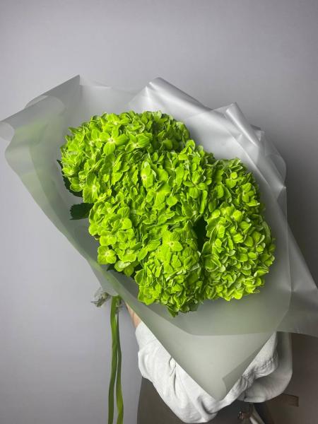 Гортензия зеленая